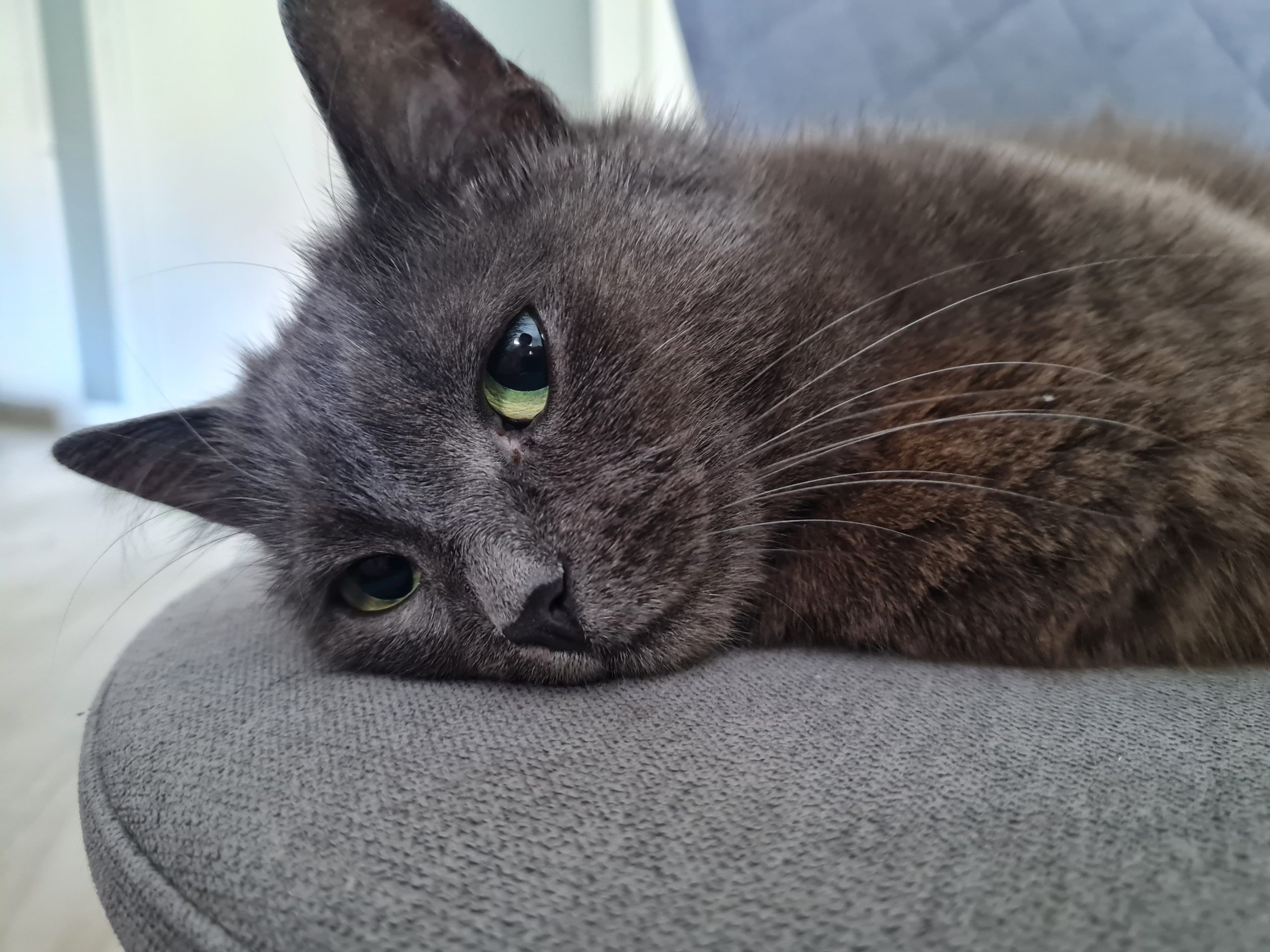 alt text cat on chair